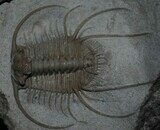 Boedaspis-trilobite1